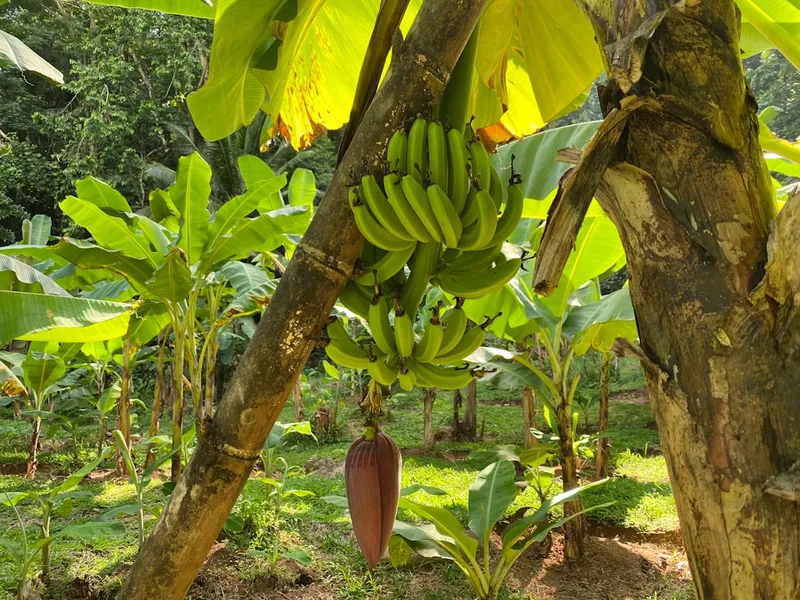 Organic and fresh bananas from Baie Lazare Seychelles